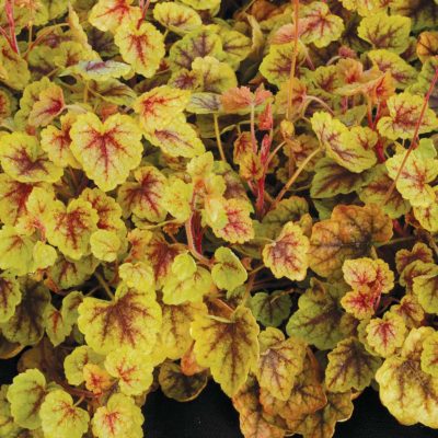 Heucherella 'Gold Cascade'