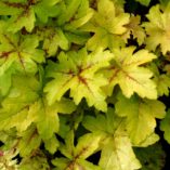 Heucherella 'Goldstrike'