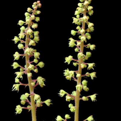 Heucherella 'Goldstrike'