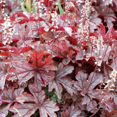 Heucherella 'Gunsmoke'