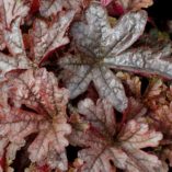 Heucherella 'Gunsmoke'