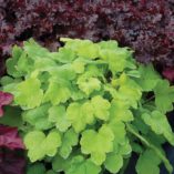 Heucherella HAPPY HOUR™ ‘Lime’