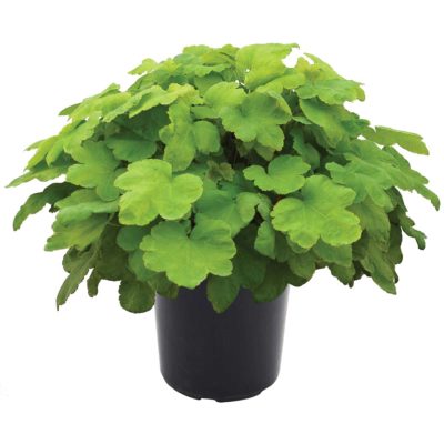 Heucherella HAPPY HOUR™ ‘Lime’