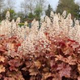 Heucherella 'Honey Rose'