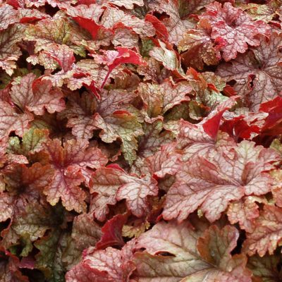 Heucherella 'Honey Rose'