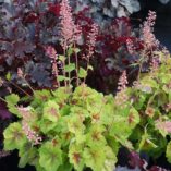 Heucherella 'Hot Spot'