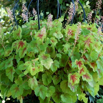 Heucherella 'Hot Spot'