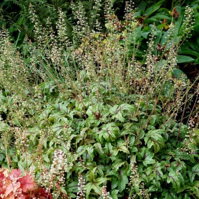 Heucherella 'Kimono'