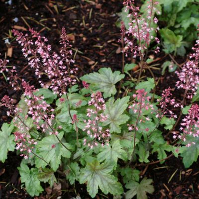 Heucherella 'Party Time'