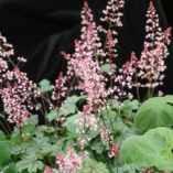 Heucherella 'Party Time'