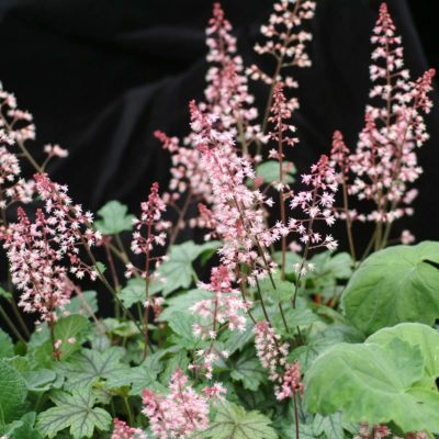 Heucherella 'Party Time'