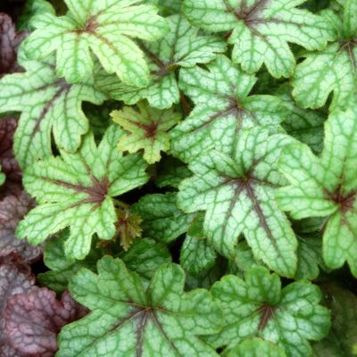 Heucherella 'Party Time'