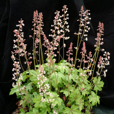 Heucherella 'Pink Whisper'