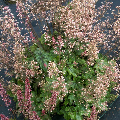 Heucherella 'Pink Whisper'