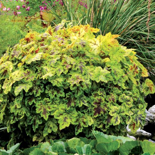 Heucherella 'Solar Power'