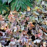 Heucherella 'Solar Power'