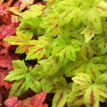 Heucherella 'Sunrise Falls'