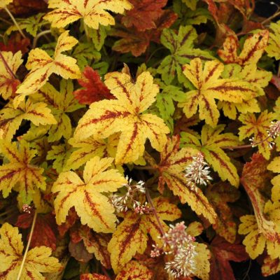 Heucherella 'Sunrise Falls'