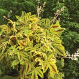 Heucherella 'Sunrise Falls'