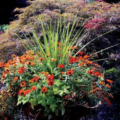 Heucherella 'Sunrise Falls'