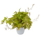 Heucherella 'Sunrise Falls'