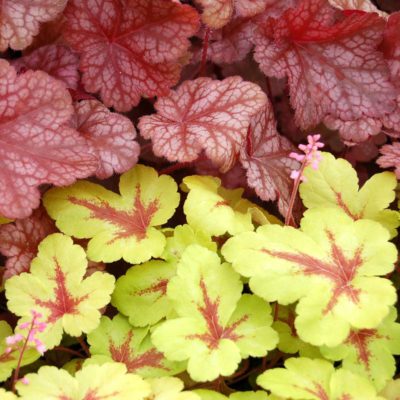 Heucherella 'Sunspot'