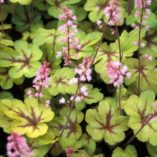 Heucherella 'Sunspot'