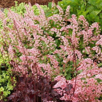 Heucherella 'Viking Ship'