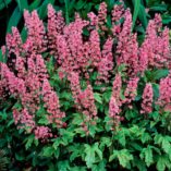 Heucherella 'Viking Ship'