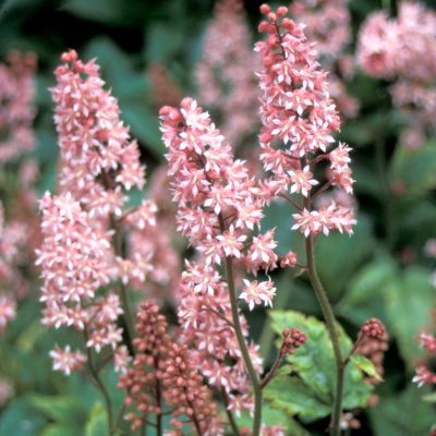 Heucherella 'Viking Ship'