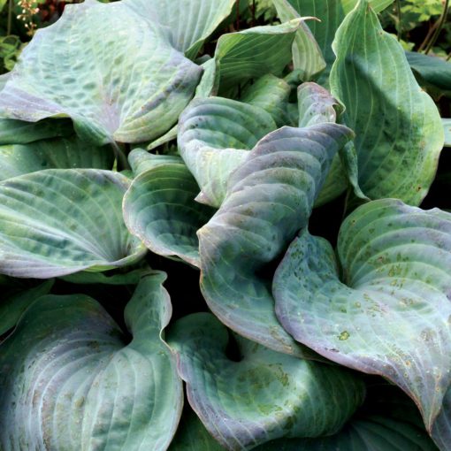 Hosta 'Aquamarine'