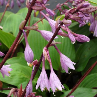 Hosta 'Purple Heart'