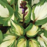 Hosta 'Raspberry Sundae'