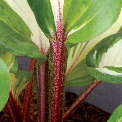 Hosta 'Raspberry Sundae'