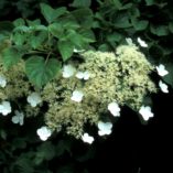 Hydrangea 'Mirranda'