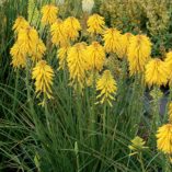 Kniphofia 'Banana Popsicle'