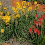 Kniphofia 'Banana Popsicle'