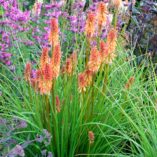 Kniphofia 'Creamsicle'