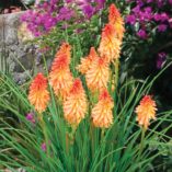 Kniphofia 'Creamsicle'