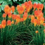 Kniphofia 'Ember Glow'