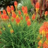 Kniphofia 'Ember Glow'