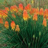 Kniphofia 'Ember Glow'