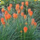 Kniphofia 'Ember Glow'