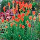 Kniphofia 'Fire Glow'