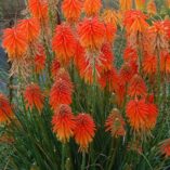 Kniphofia 'Fire Glow'