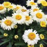 Leucanthemum 'Bridal Bouquet'