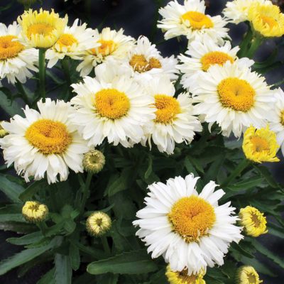 Leucanthemum 'Bridal Bouquet'