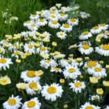 Leucanthemum 'Bridal Bouquet'