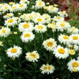 Leucanthemum 'Bridal Bouquet'