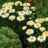 Leucanthemum 'Bridal Bouquet'